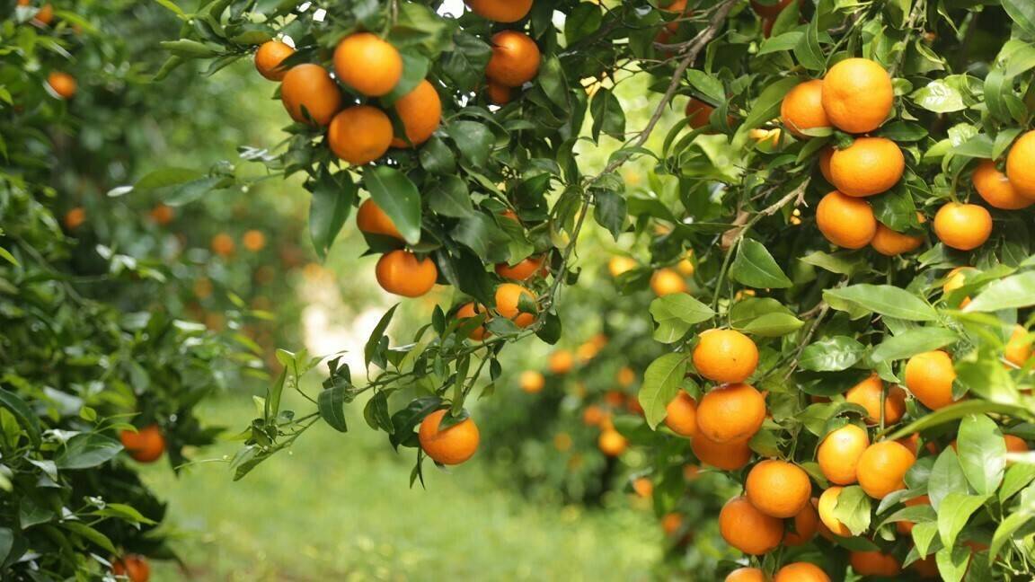 tradecorp-bioestimulante-Phylgreen|Daniel Salgado